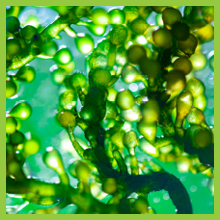 Calcium, Vitamin D3, Magnesium, Vitamin C, Zinc, Magnesium, Vitamin K2, Manganese, Potassium, Boron