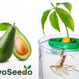 AvoSeedo