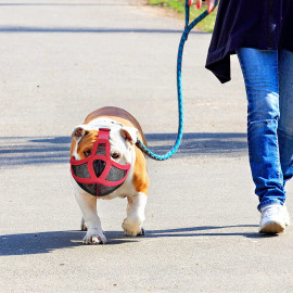 Short Snout Dog Muzzles