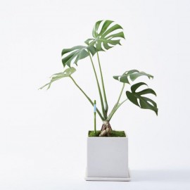 Sustee - watering time for plant 