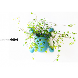 Livi - Grow with Favorite Plant